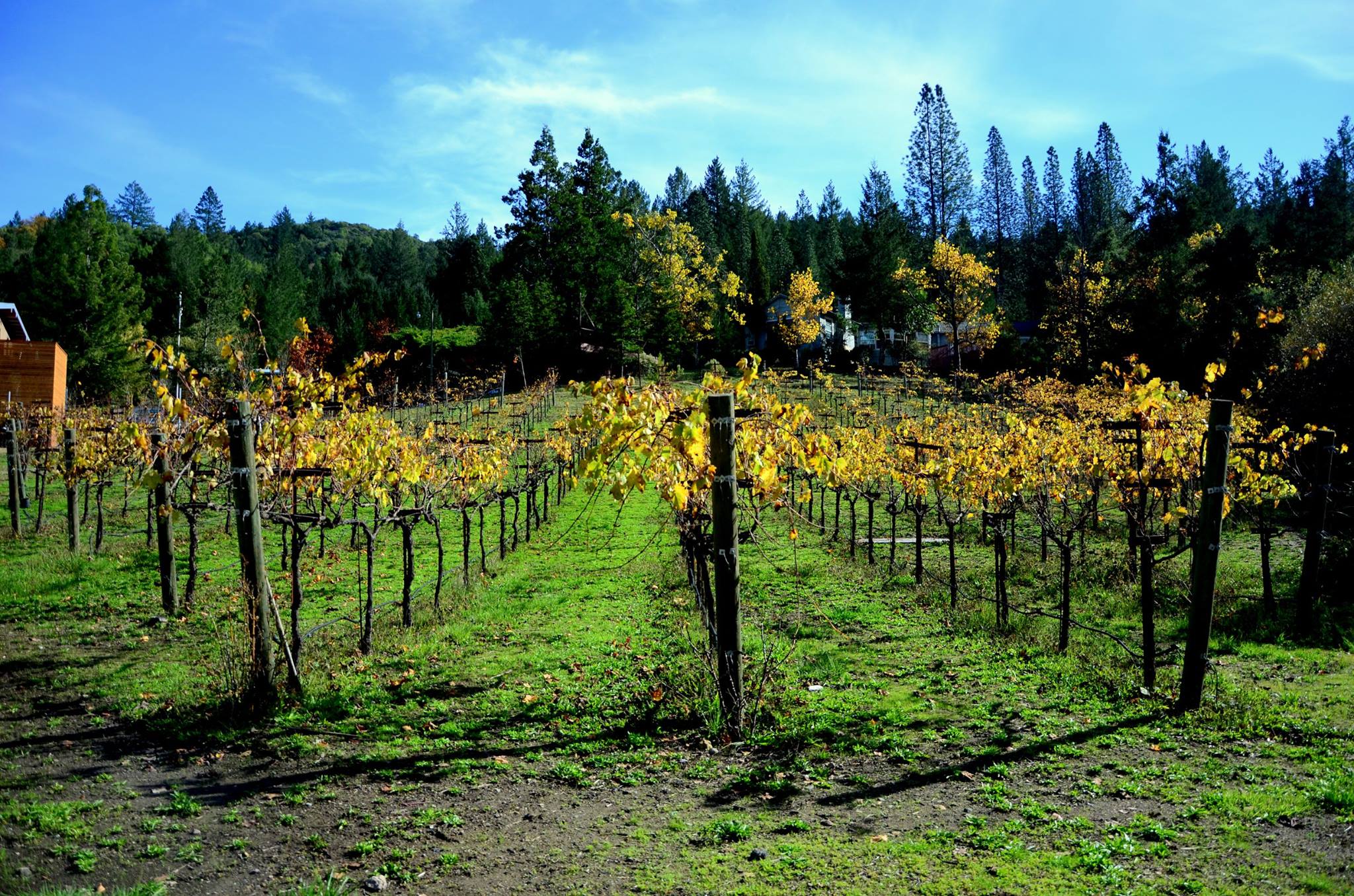 The camp's very own vineyard